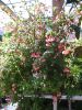 Begonia fuchsiodes