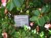 Begonia fuchsiodes