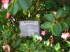 Begonia fuchsiodes