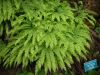 Adiantum aleuticum