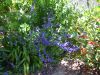 blue verbena