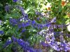 blue verbena