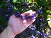 blue verbena