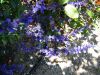 blue verbena