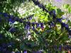 blue verbena