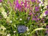 Brodiaea insignis