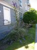 buddleia