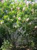 Aesculus californica