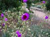 Calandrinia spectabilis