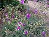 Calandrinia spectabilis