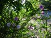 Calliandra humilis