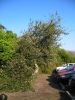 Calliandra humilis