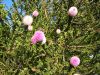 Calliandra humilis