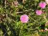 Calliandra humilis