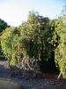 Callistemon viminalis