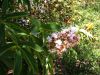 Aesculus californica