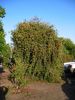 Callistemon viminalis