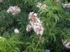 Aesculus californica