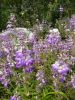 Collinsia heterophylla