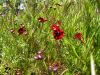 Coreopsis tinctoria 'Mahogany'