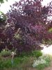 Cotinus coggygria 'Royal Purple'