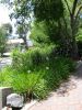 agapanthus var.