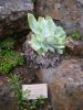 Dudleya pulverulenta