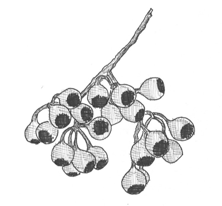Seed cluster