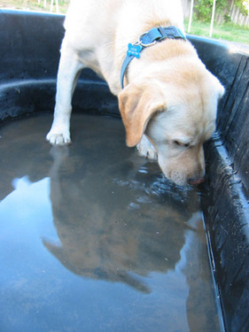 Drinking in the Pool