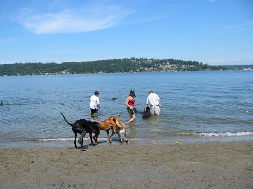 Seattle's dog beach