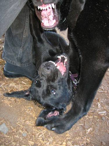 Scarey dog play at the dog beach