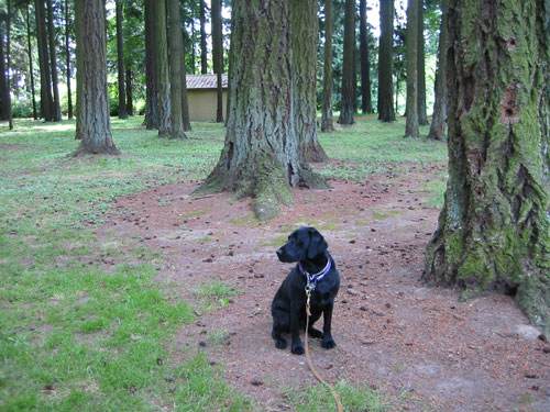 Rosie at the rest stop