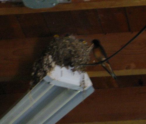 Birds nesting in Jeffie's garage