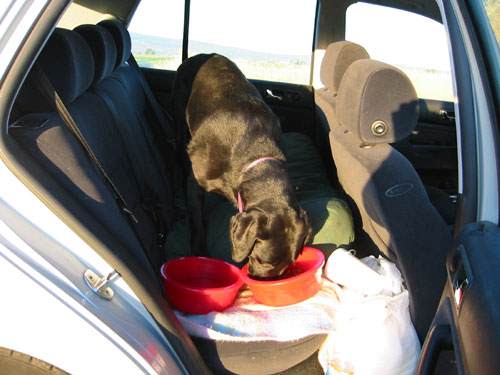 Dogdie dinner on the road