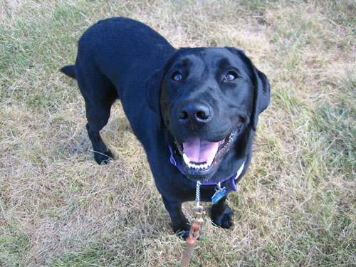 Happy doggie on a rest stop