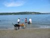 Seattle's dog beach