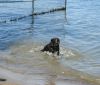 Rosie swimming at the dog beach